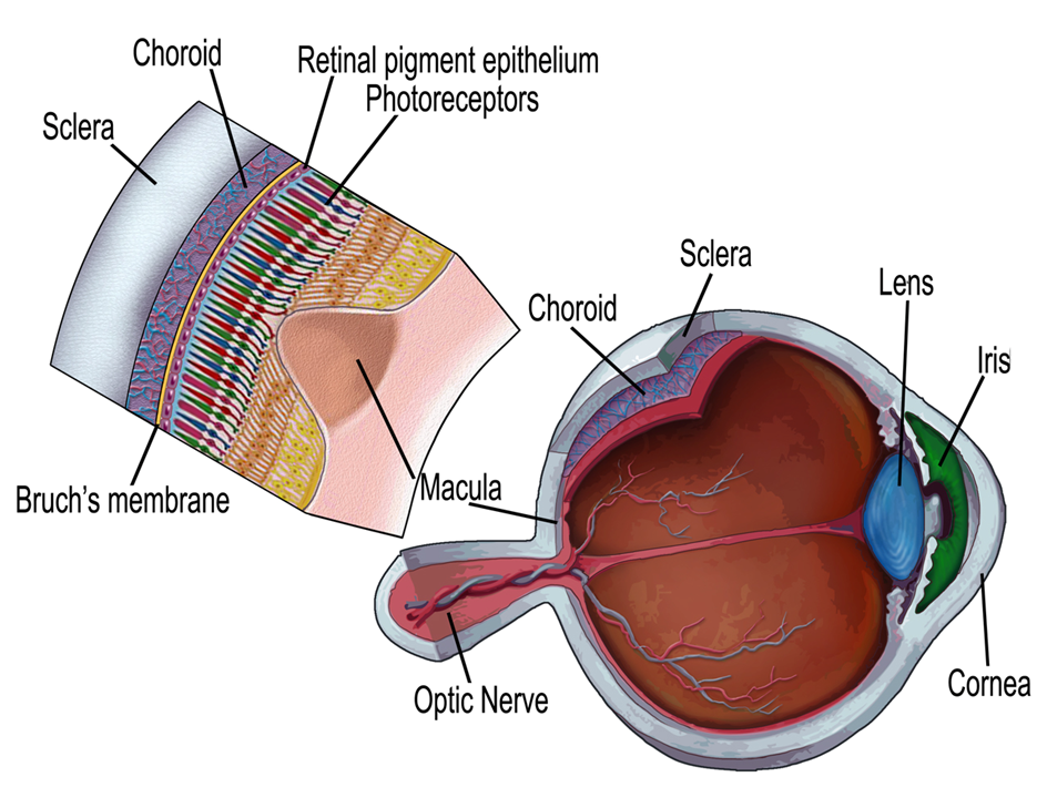 A schematic diagram of the retina.